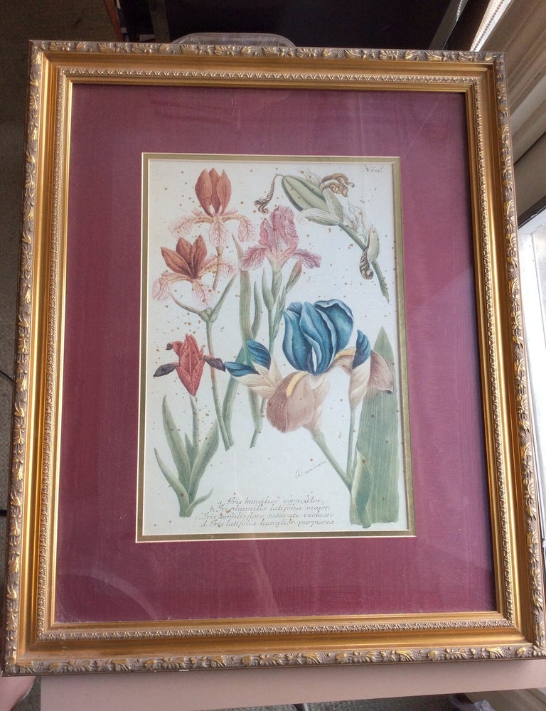 Item #326517 FRAMED ORIGINAL PRINT FROM WEINMANN'S "PHYTANTHOZA ICONOGRAPHIA": Four Irises. Johann W. Weinmann.
