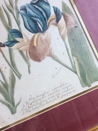 FRAMED ORIGINAL PRINT FROM WEINMANN'S "PHYTANTHOZA ICONOGRAPHIA": Four Irises