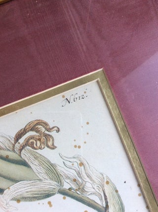 FRAMED ORIGINAL PRINT FROM WEINMANN'S "PHYTANTHOZA ICONOGRAPHIA": Four Irises